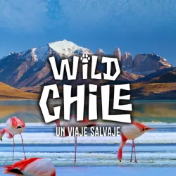 Wild Chile: Un viaje salvaje