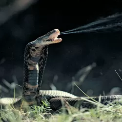 World's Deadliest Snakes