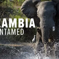 Zambia Untamed