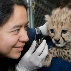 Zoo Vets